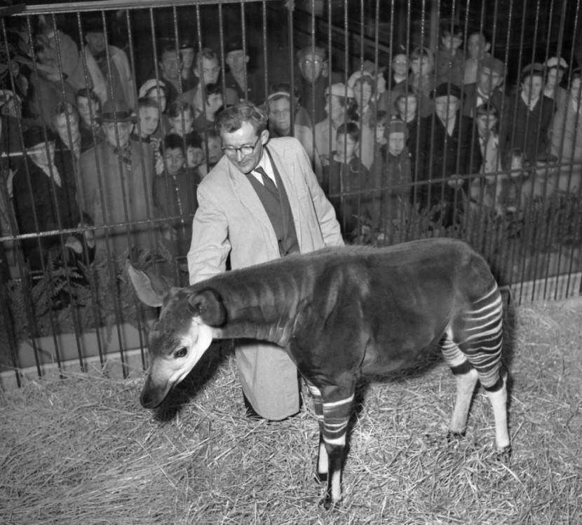 Photos Of The Copenhagen Zoo In 1955 11