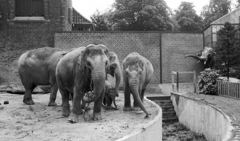 Photos Of The Copenhagen Zoo In 1955 15