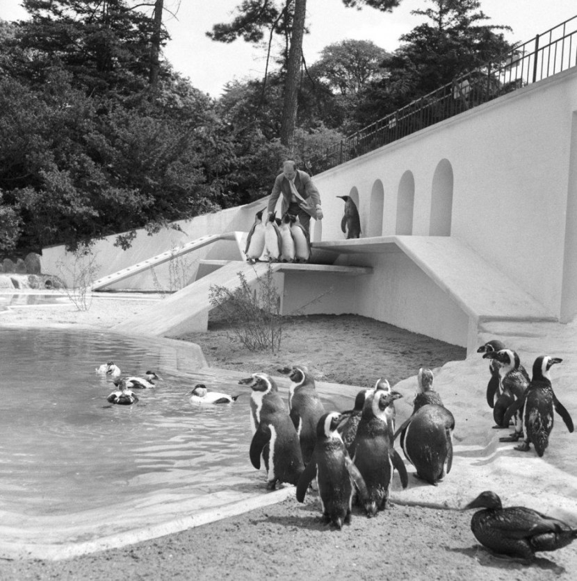 Photos Of The Copenhagen Zoo In 1955 21