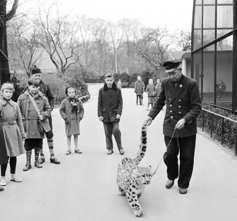 Photos Of The Copenhagen Zoo In 1955 22