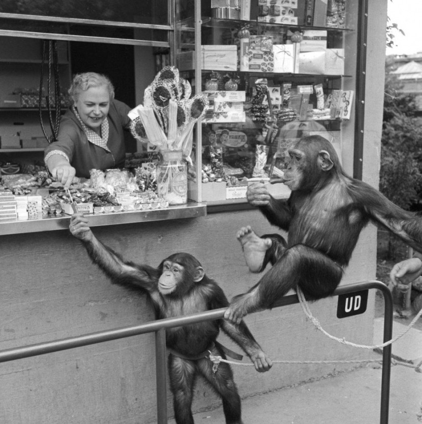 Photos Of The Copenhagen Zoo In 1955 25