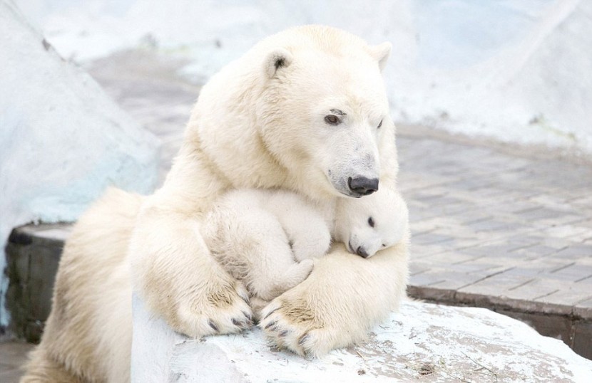 最最溫情暖心的畫面！北極熊寶寶與媽咪相擁而睡 3