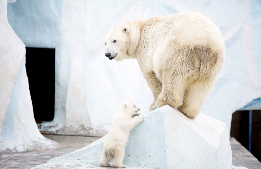 最最溫情暖心的畫面！北極熊寶寶與媽咪相擁而睡 4