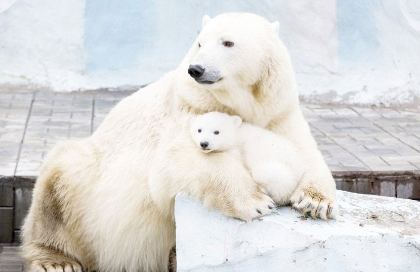 最最溫情暖心的畫面！北極熊寶寶與媽咪相擁而睡 5