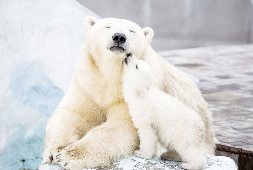 最最溫情暖心的畫面！北極熊寶寶與媽咪相擁而睡 6