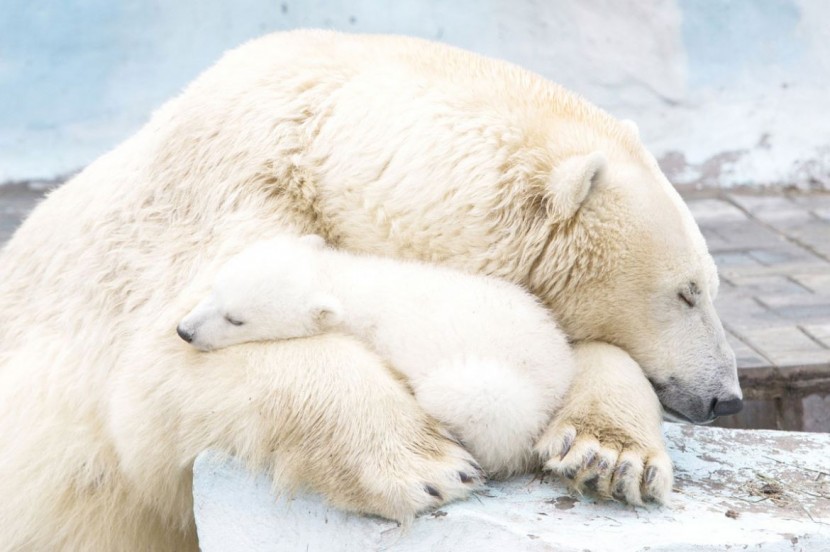 Polar Bear Cub Nestled With Mother 2
