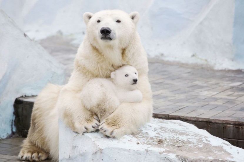 Polar Bear Cub Nestled With Mother 3