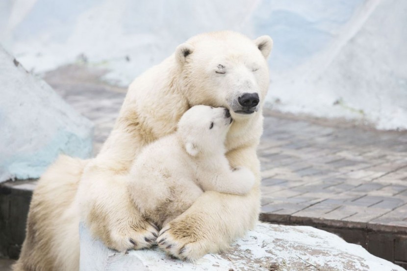 Polar Bear Cub Nestled With Mother 4