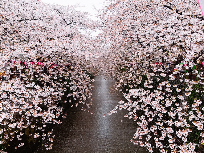 2014日本最美櫻花照 1