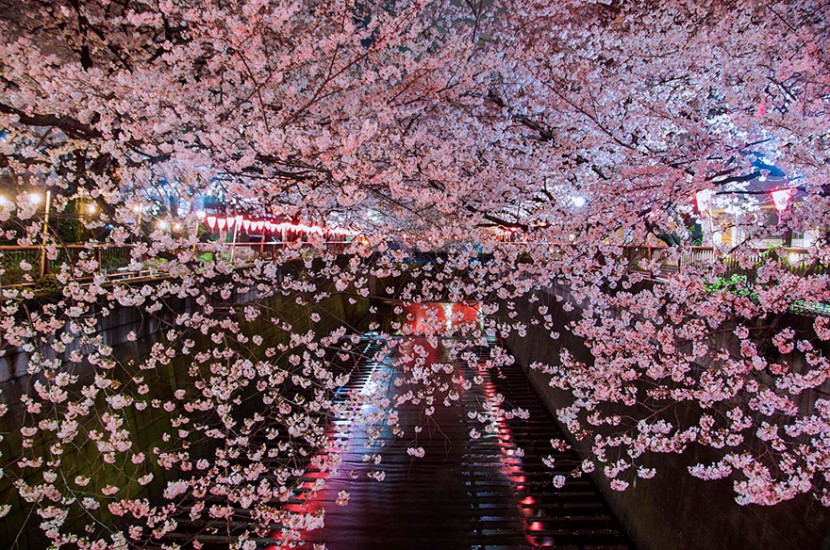 2014日本最美櫻花照 16
