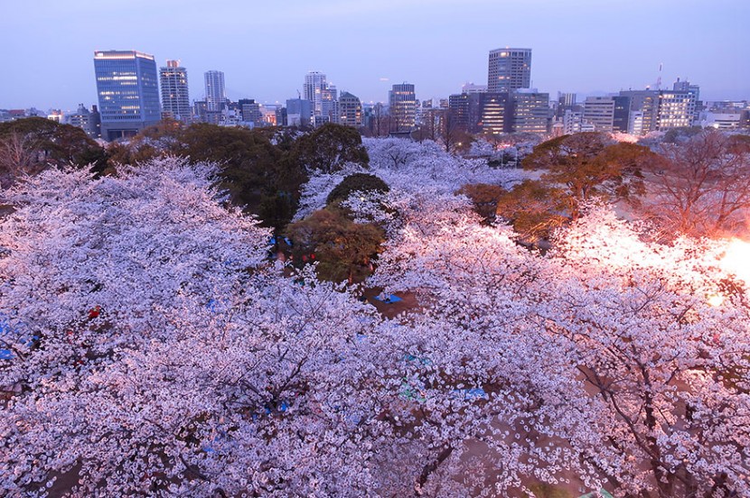 2014日本最美櫻花照 19