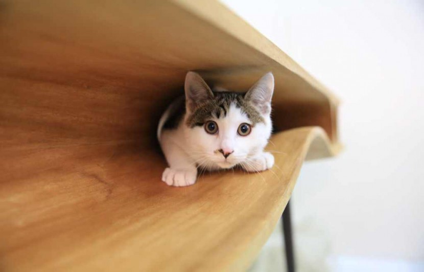This Stylish Table Doubles As A Playground For Cats 2
