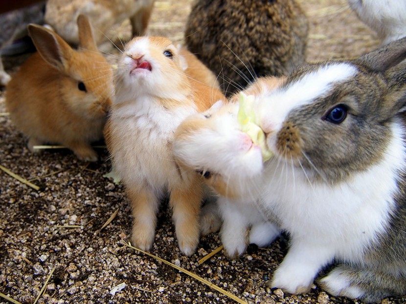 Visit Rabbit Island In Japan 1