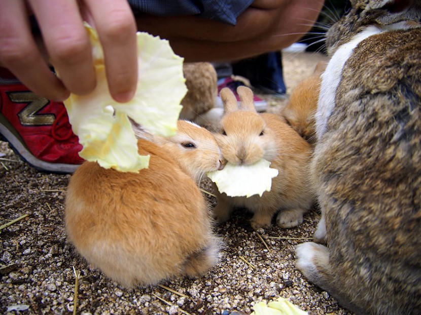 Visit Rabbit Island In Japan 2