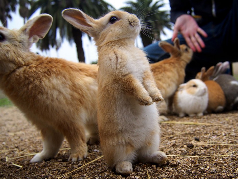 Visit Rabbit Island In Japan 5