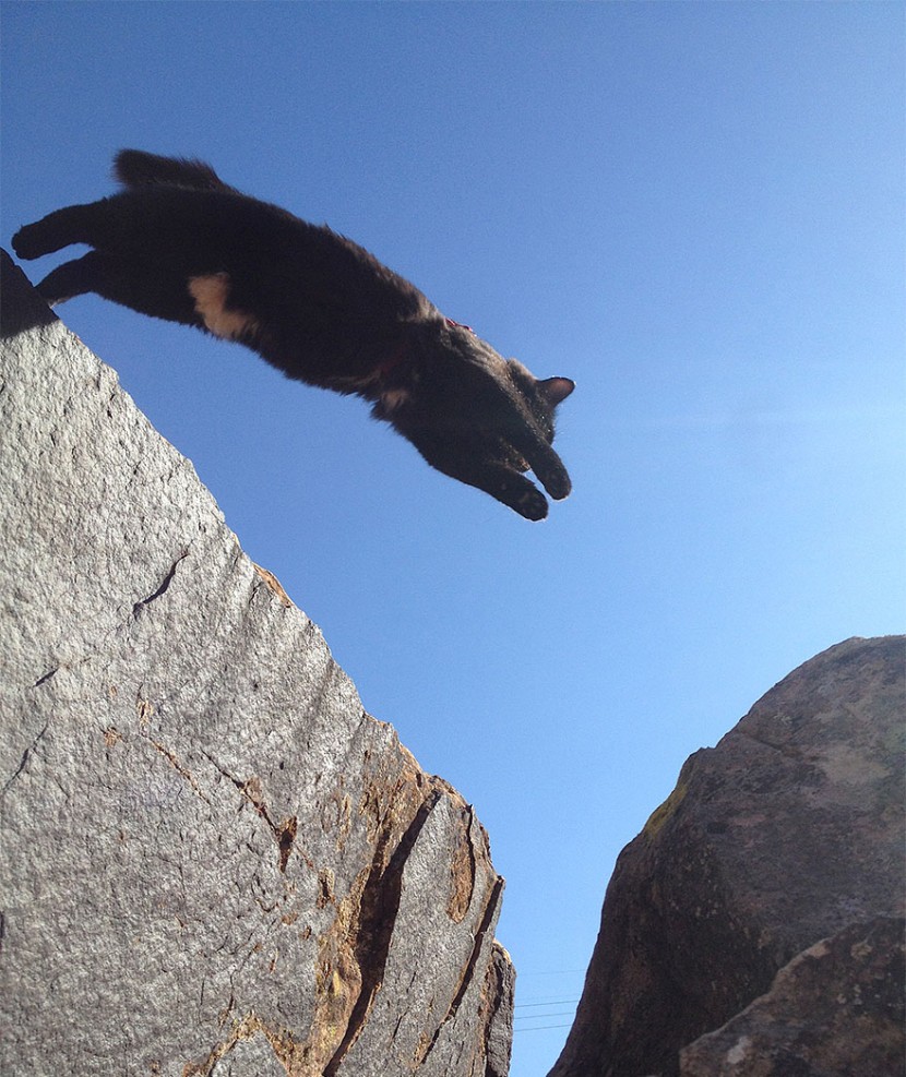 My Adopted Cat Is The Best Climbing Partner Ever 4