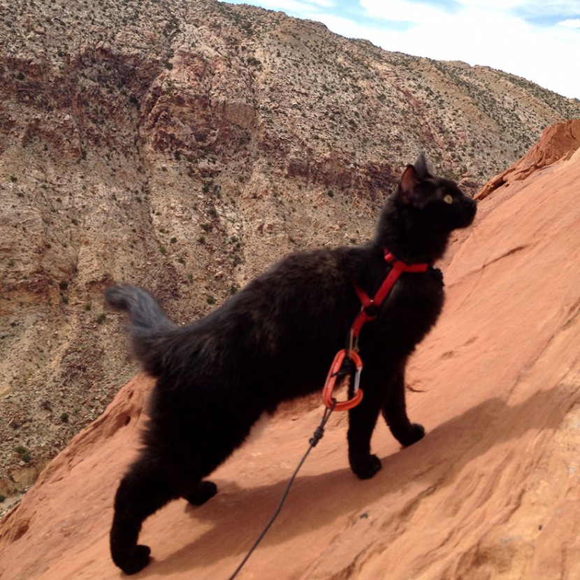 My Adopted Cat Is The Best Climbing Partner Ever 6