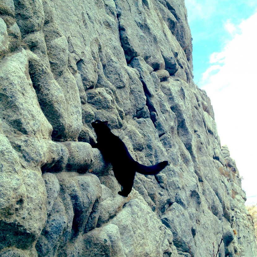 My Adopted Cat Is The Best Climbing Partner Ever 9