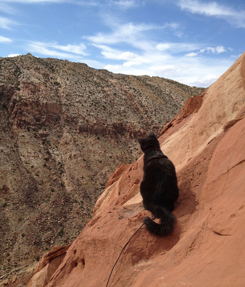 My Adopted Cat Is The Best Climbing Partner Ever 11