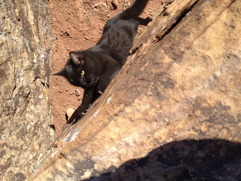 My Adopted Cat Is The Best Climbing Partner Ever 17