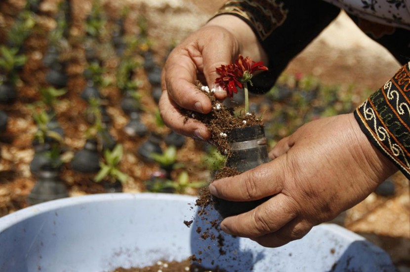 手榴彈也能種花？巴勒斯坦婦人利用廢棄手榴彈種植小花朵 3