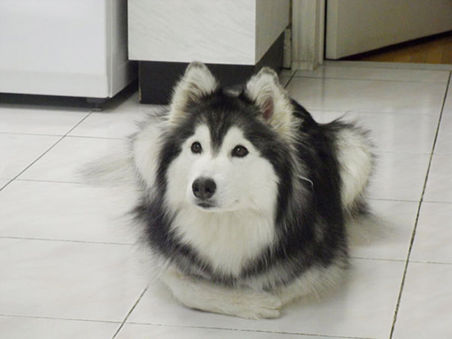 This Husky Raised By Cats Acts Like A Cat 2