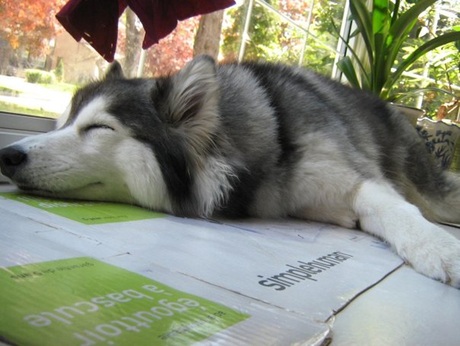 This Husky Raised By Cats Acts Like A Cat 12
