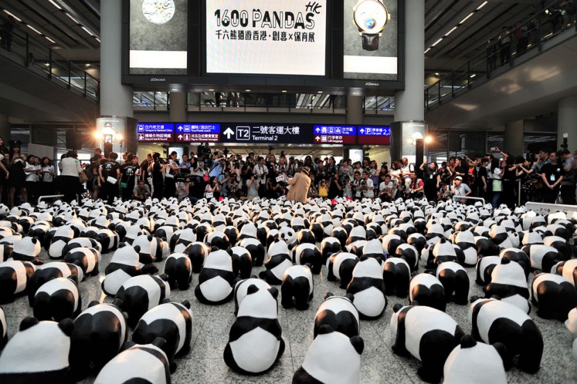 1600 熊貓來到香港啦！ 6
