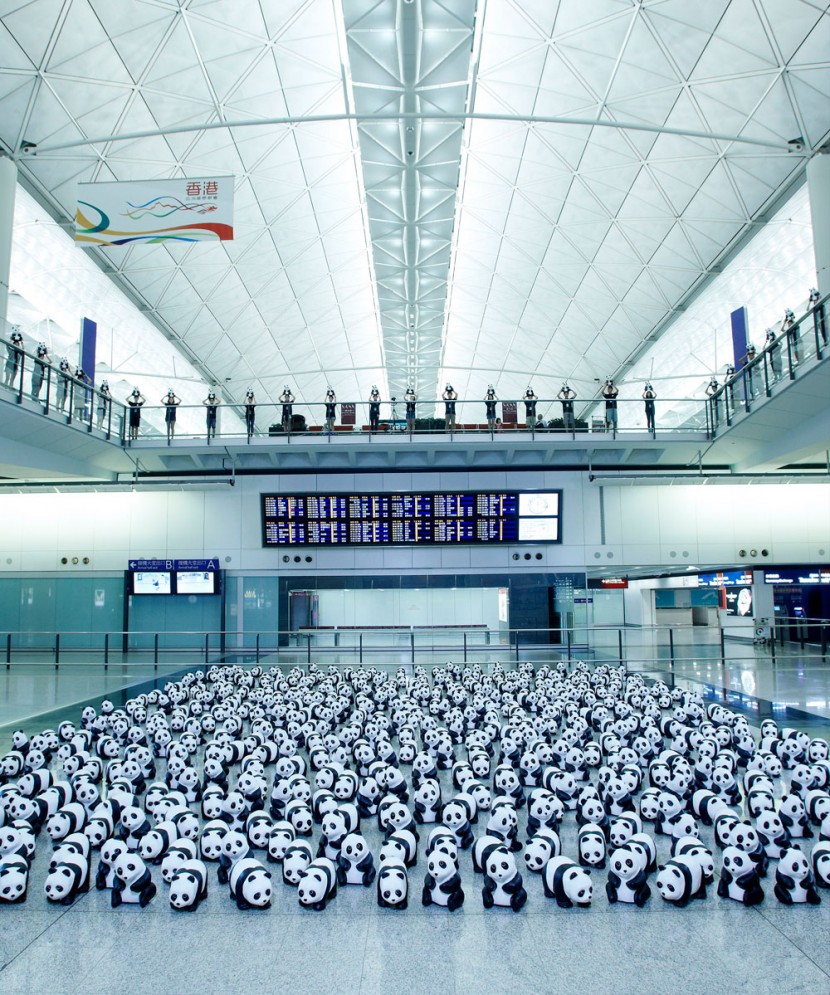 1600 熊貓來到香港啦！ 8