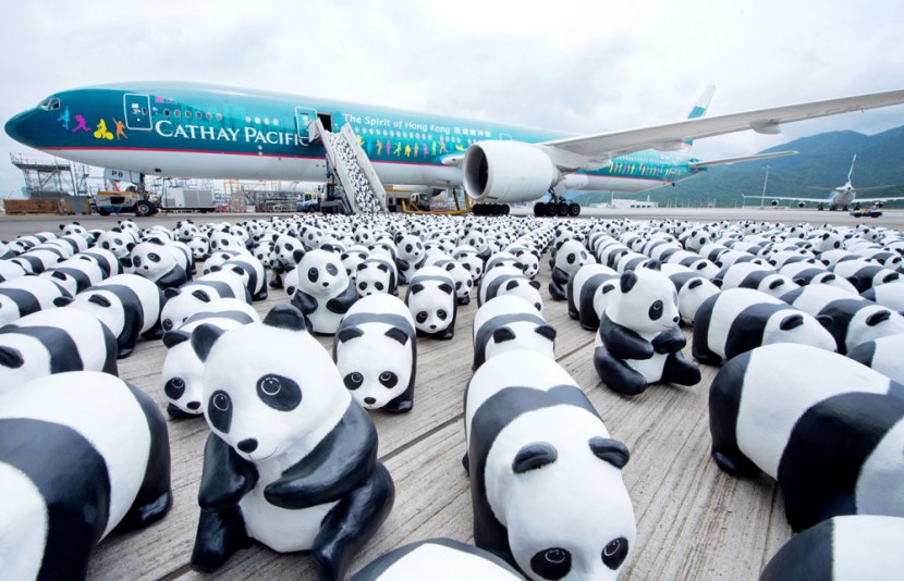 1600 熊貓來到香港啦！ 12