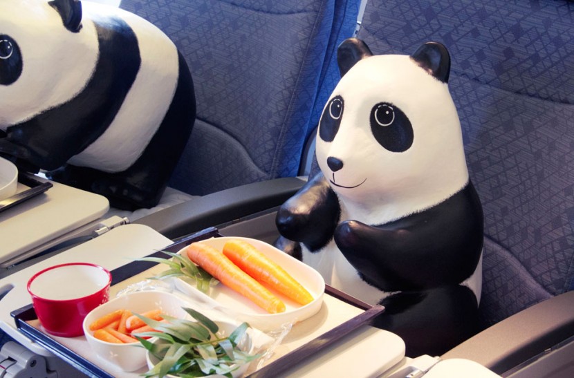 1600 熊貓來到香港啦！ 15