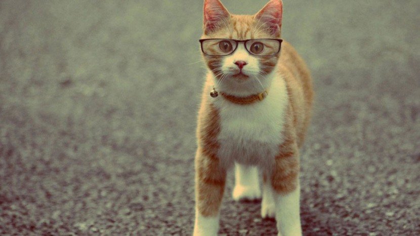 25 Reasons To Everyone Needs A Cat In Their Life 2