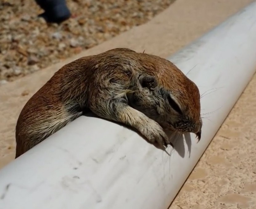 Pool Guy Saves Drowning Squirrel’s Life With CPR 1
