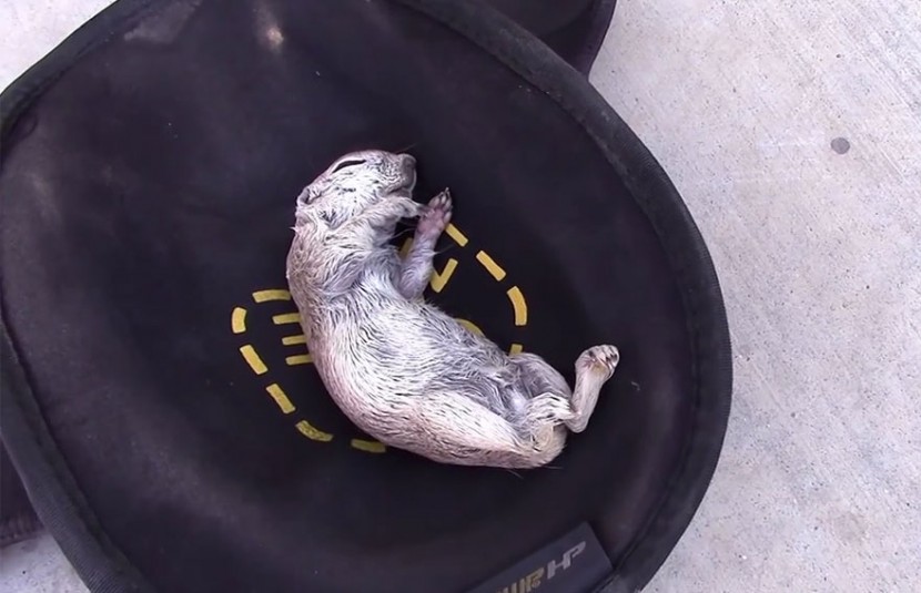 Pool Guy Saves Drowning Squirrel’s Life With CPR 2