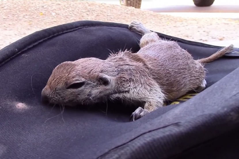 Pool Guy Saves Drowning Squirrel’s Life With CPR 3