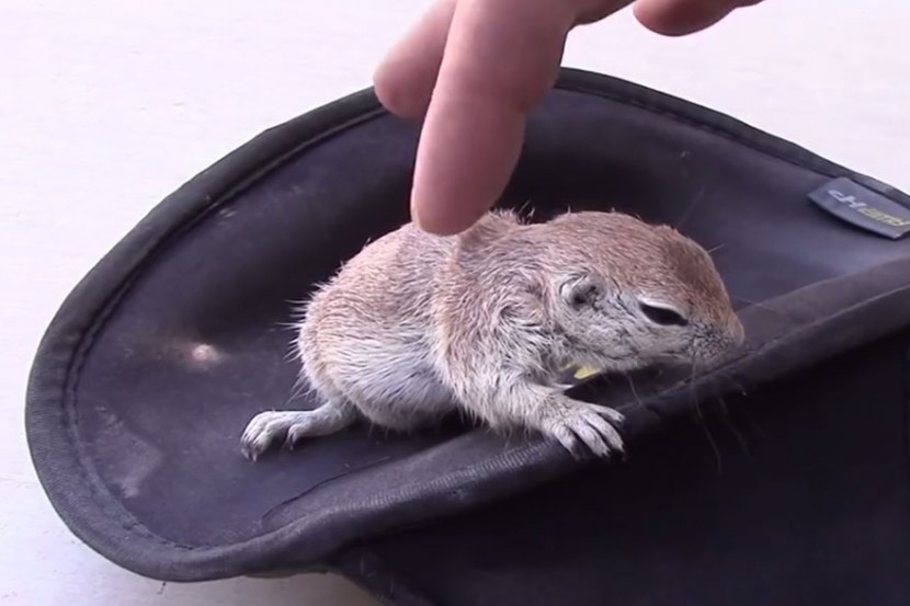 Pool Guy Saves Drowning Squirrel’s Life With CPR 4