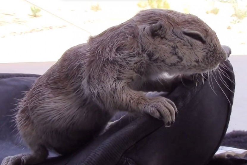 Pool Guy Saves Drowning Squirrel’s Life With CPR 5