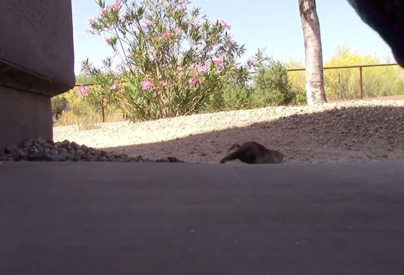 Pool Guy Saves Drowning Squirrel’s Life With CPR 6