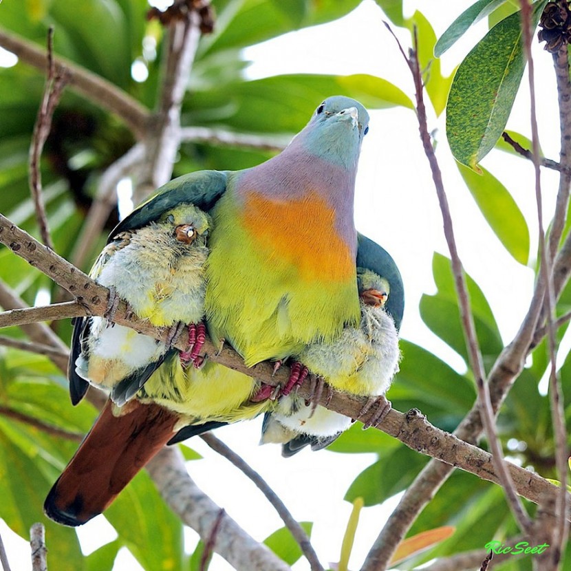 The Cutest Animal Parenting Moments 6