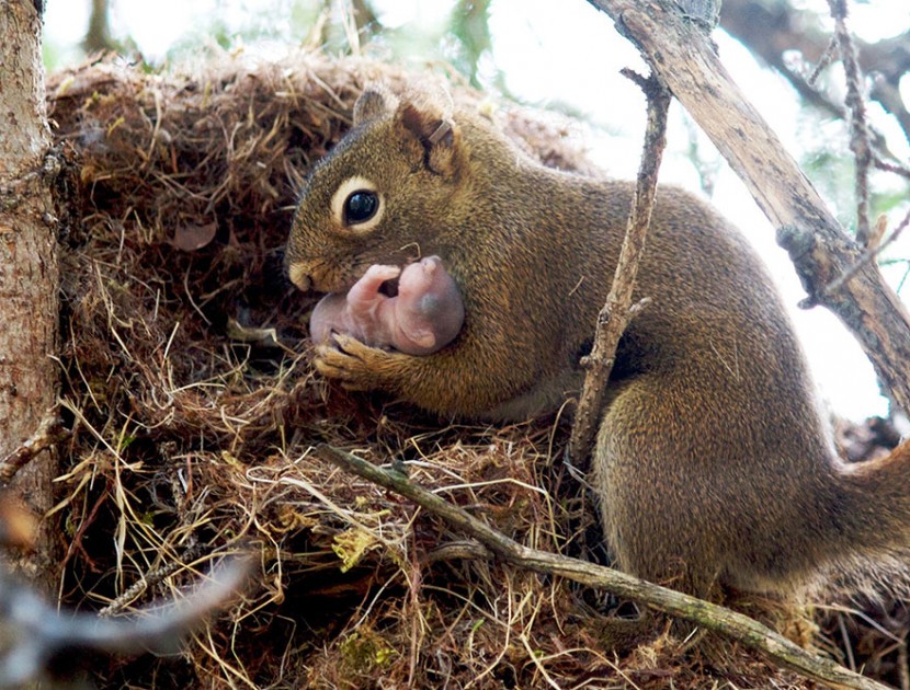 The Cutest Animal Parenting Moments 7