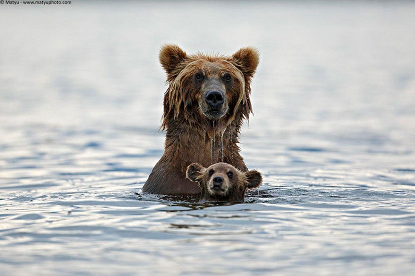The Cutest Animal Parenting Moments 8