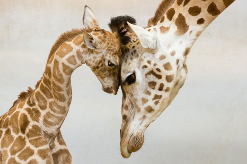 The Cutest Animal Parenting Moments 9