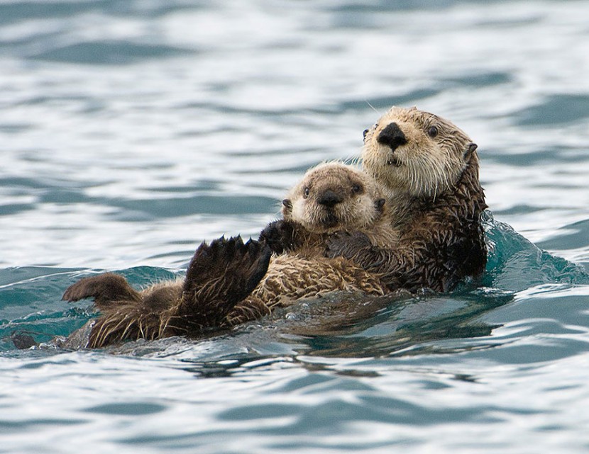 The Cutest Animal Parenting Moments 12