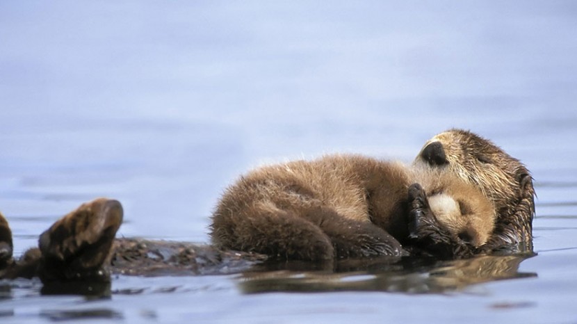 The Cutest Animal Parenting Moments 13