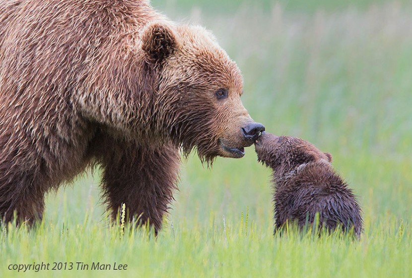 The Cutest Animal Parenting Moments 14