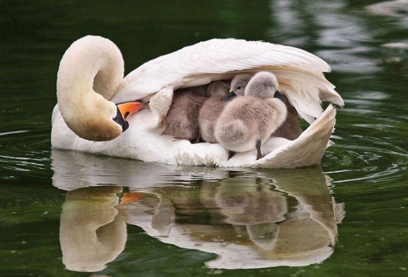 The Cutest Animal Parenting Moments 15