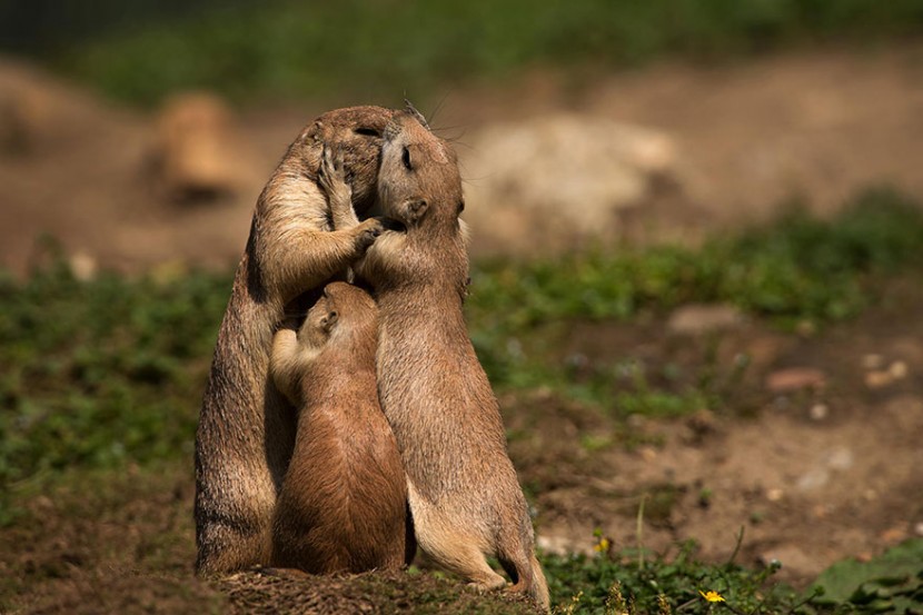 The Cutest Animal Parenting Moments 16