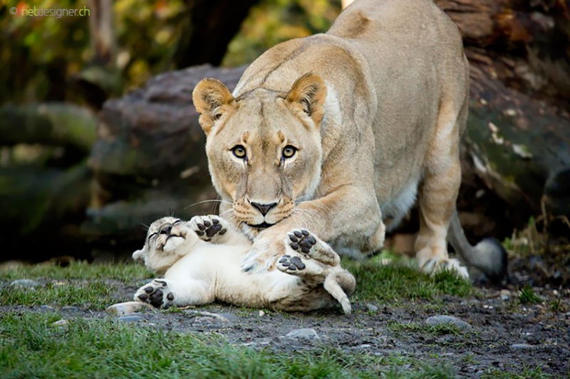 The Cutest Animal Parenting Moments 18