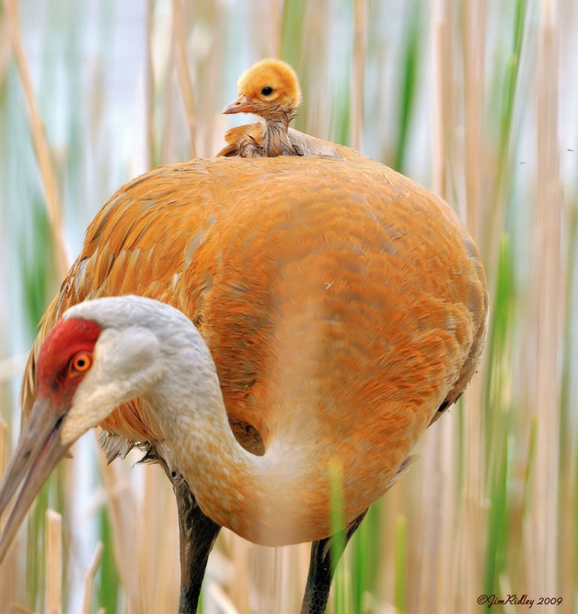 The Cutest Animal Parenting Moments 23