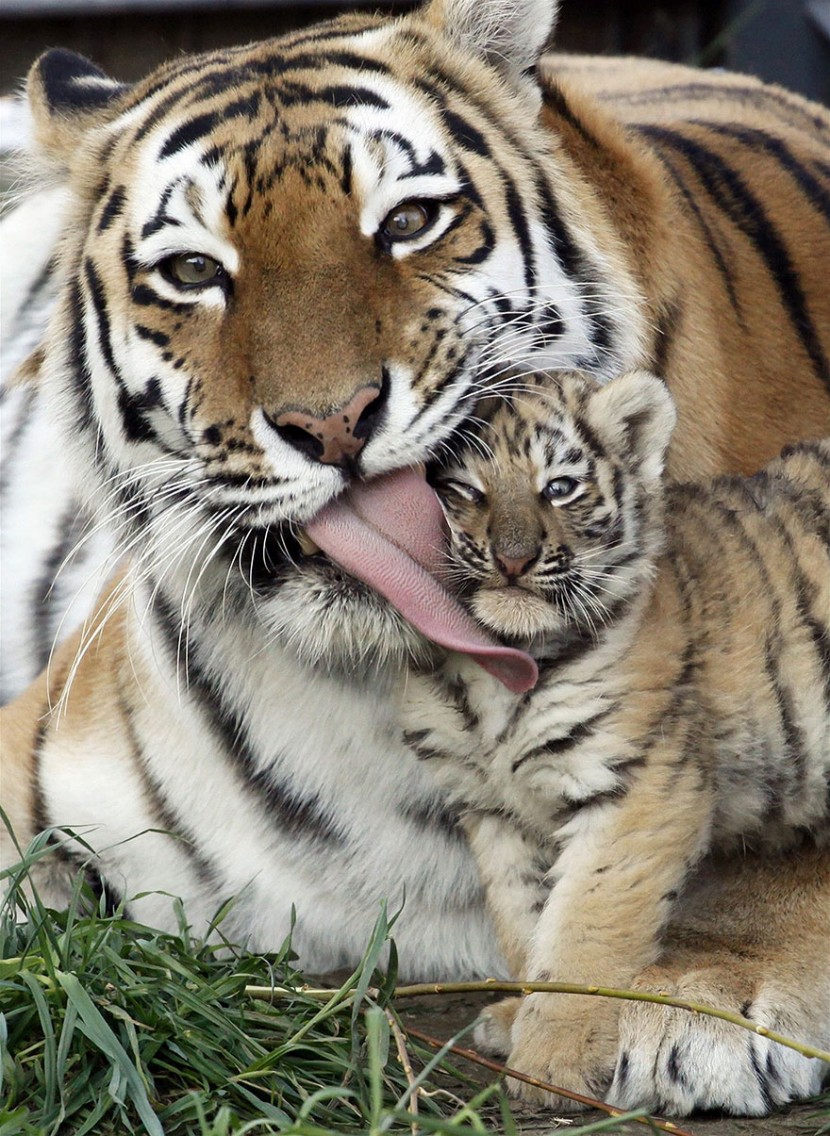 The Cutest Animal Parenting Moments 24
